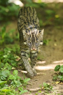 Fishing cat (Prionailurus viverrinus), walking, Bavaria, Germany, Europe