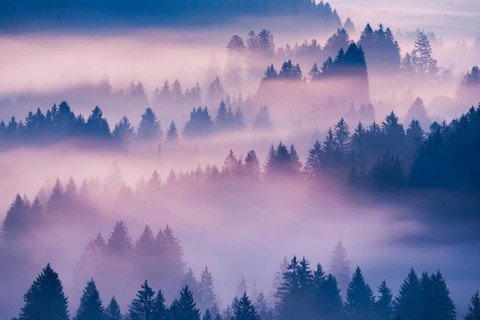 Fog and forest in OberÃ¤geri in the canton of Zug, Switzerland, Europe