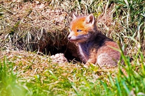 Young fox in front of the foxhole, Lower Saxony, Federal Republic of Germany