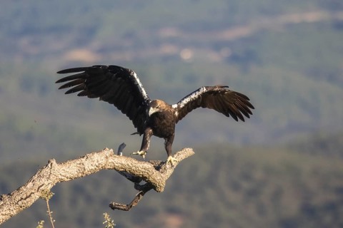 Iberian Eagle (Aquila adalberti), Spanish imperial eagle, Extremadura, Castilla La Mancha, Spain,
