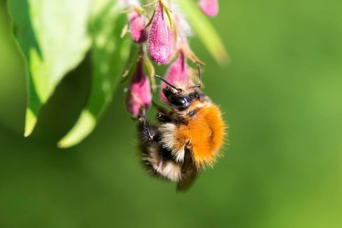 A furry hairy common carder-bee (Bombus pascuorum), wild bee sitting on a pink-coloured flower,