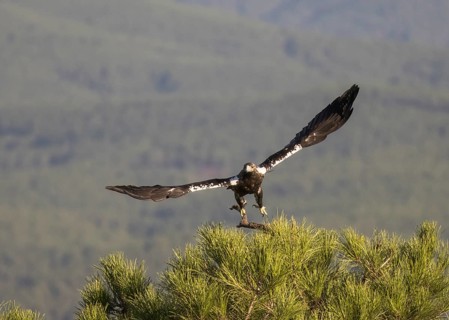 Iberian Eagle (Aquila adalberti), Spanish imperial eagle, Extremadura, Castilla La Mancha, Spain,