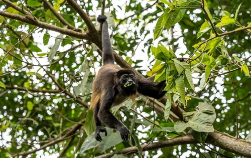 Mantled howler (Alouatta palliata) eating leaves in a tree, Cahuita National Park, Costa Rica,