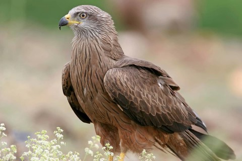 Black kite (Milvus migrans), flight photo, perch, Rhodope Mountains, Nussloch, Germany, Europe
