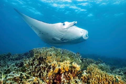 Giant ray (Manta) Plankton eater swims in coastal waters near the coast over coral reef of stony