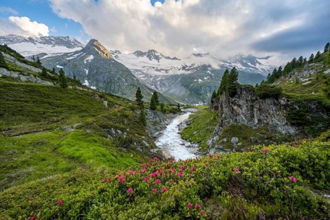 Mountain landscape with blooming alpine roses, mountain stream Zemmbach and mountain hut Berliner