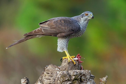 Northern northern goshawk (Accipiter gentilis), Autour des palombes, Hides De Calera / Goshawk