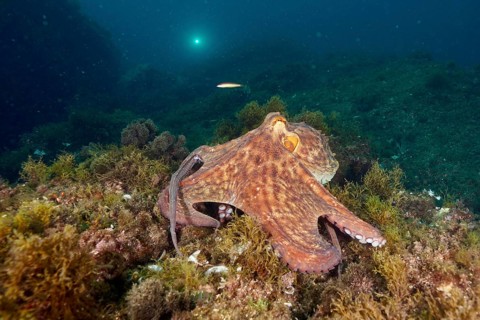 A Common Octopus (Octopus vulgaris), common octopus, on an algae-covered seabed underwater. Dive