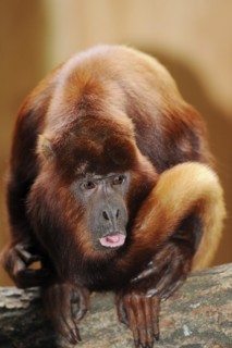 Venezuelan red howler (Alouatta seniculus), captive, occurring in South America