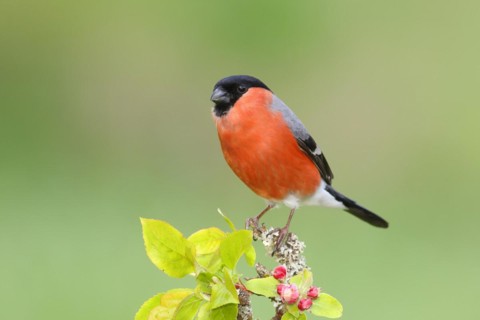 Eurasian bullfinch (Pyrrhula pyrrhula) male sitting on a branch with apple blossoms, bullfinch,