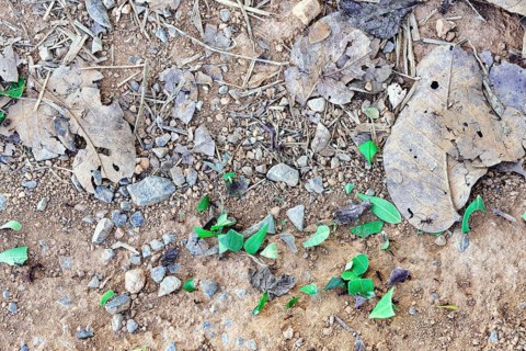 Leafcutter ants carrying part of a leaf, Serra da Canastra Mountains, Minas Gerais state, Brazil,