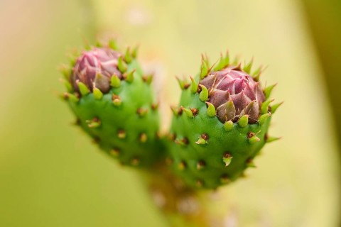 Pear cactus (Opuntia) buds on a beach near Tarragona, Catalonia, Spain, Europe