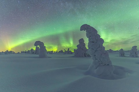 Northern Lights over Snowed-in Trees, Winter Landscape, Riisitunturi National Park, Posio, Lapland,