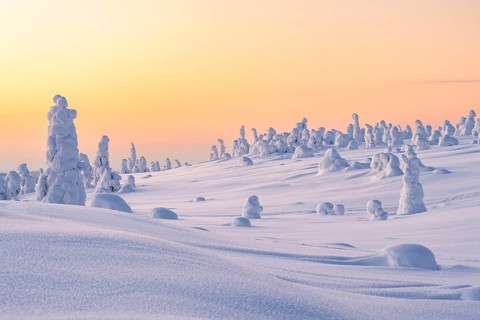 Snowed-in trees, winter landscape, Riisitunturi National Park, Posio, Lapland, Finland, Europe