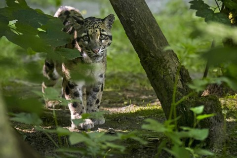 Mainland clouded leopard (Neofelis nebulosa) arboreal, solitary and nocturnal cat native from the