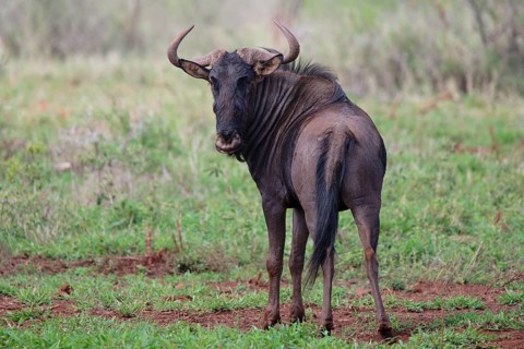 Blue wildebeest (Connochaetes taurinus taurinus), common wildebeest or brindled gnu, Kwazulu Natal