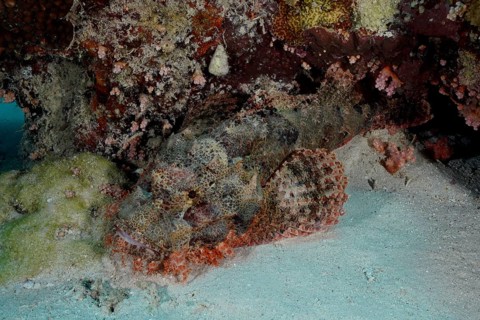 Fringed scorpionfish (Scorpaenopsis oxycephala), dive site Marsa Shona Reef, Egypt, Red Sea, Africa
