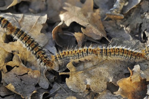 Pine processionary (Thaumetopoea pityocampa) moth caterpillars (Traumatocampa pityocampa) following