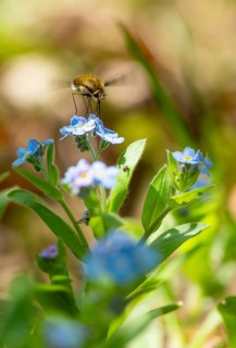 Bee fly (Bombyliidae) sitting on blue flowers of the forget-me-not (Myosotis), Bavaria, Germany,