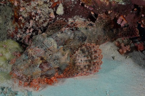 Fringed dragonhead (Scorpaenopsis oxycephala), Marsa Shona reef dive site, Egypt, Red Sea, Africa