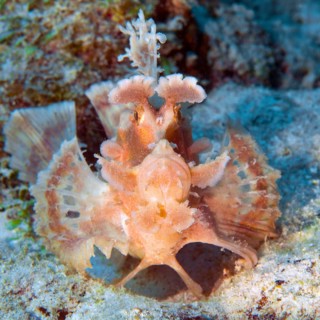Frontal view of paddleflap rhinopias (Rhinopias eschmeyeri) spreading pectoral fins like a fan