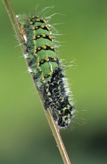 Small Emperor Moth (Saturnia pavonia) caterpillar (Eudia pavonia) sloughing skin, France, Europe