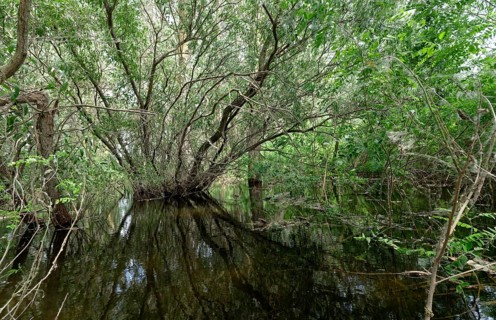 Trees, bushes and shrubs grow in the water on a side arm in the Danube Delta. UNESCO Danube Delta