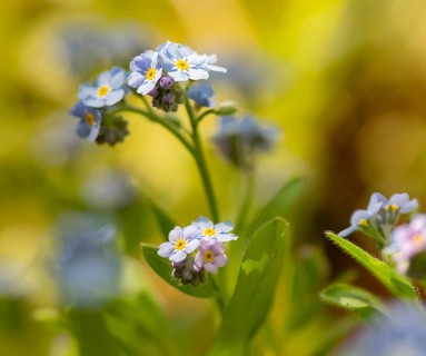 Blue flowers of the forget-me-not (Myosotis), Bavaria, Germany, Europe