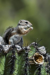 Harris antelope squirrel (Ammospermophilus harrisii) on Saguaro (Carnegiea gigantea) cactus, native