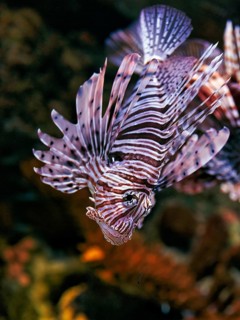 Pacific red lionfish (Pterois volitans) in the Aquarium, Oceanario de Lisboa, Lisbon, Portugal,