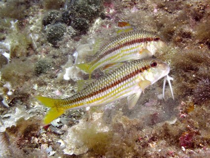 Two specimens of striped red mullet (Mullus surmuletus), dive site Cap de Creus Marine Reserve,