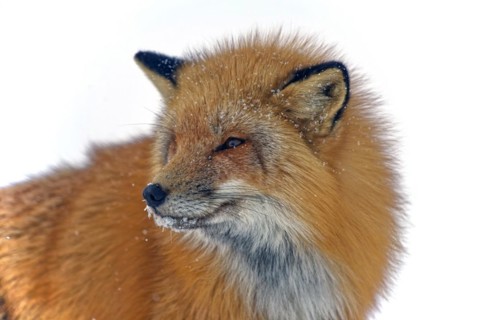 Red fox (Vulpes vulpes) in thick winter fur, snow crystals on the face, close-up, Northwest