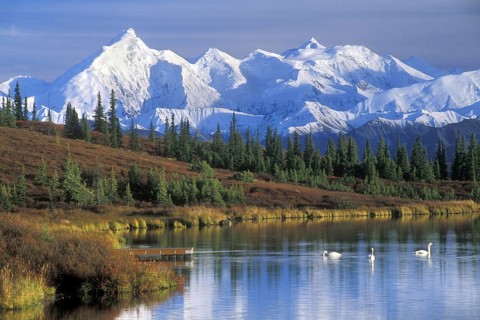 Kleine zwanen op Wonder Lake met zicht op The Alaska Range, Denali NP, Alaska The Alaska Range and