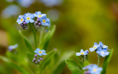 Blue flowers of the forget-me-not (Myosotis), Bavaria, Germany, Europe