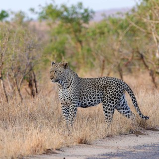 African leopard (Panthera pardus pardus), adult male standing by the side of the road, alert,