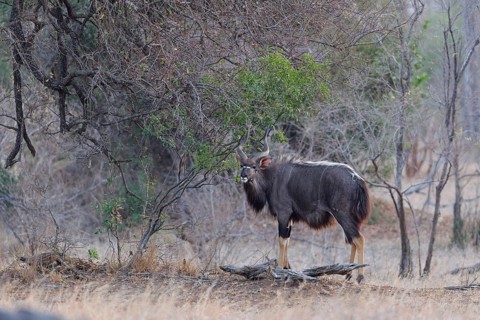 Nyala (Tragelaphus angasii), adult male standing in the thickets, looking at camera, alert, evening