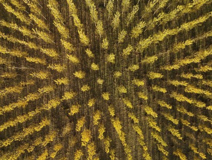 European Aspen (Populus tremula) in autumnal colours. Cultivated for timber. Aerial view. Drone
