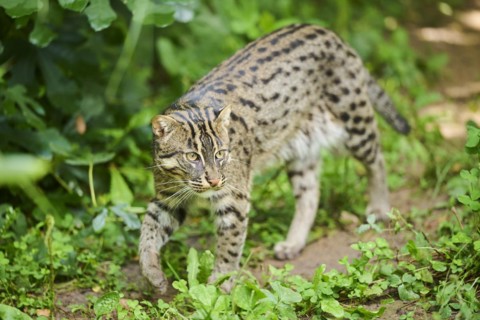 Fishing cat (Prionailurus viverrinus), walking, Bavaria, Germany, Europe
