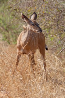 Greater kudu (Tragelaphus strepsiceros), standing in tall dry grass, Kruger National Park, South