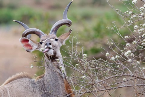 Greater kudu (Tragelaphus strepsiceros), adult male feeding on flowering buds, looking at camera,