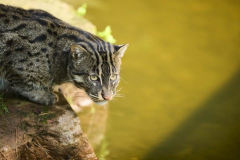 Fishing cat (Prionailurus viverrinus), sitting on the edge of the water, hunting, Bavaria, Germany,