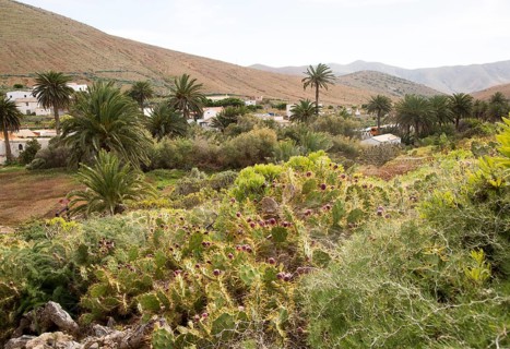 Green vegetation in village of Betancuria, Fuerteventura, Canary Islands, Spain, Europe
