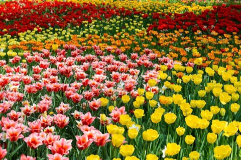 Flower meadow with colourful tulips, Mainau Island, Lake Constance, Baden-Württemberg, Germany,