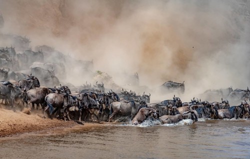 Africa, Wildebeest migration in Kenya, Masai Mara, Wildebeest herd crosses river