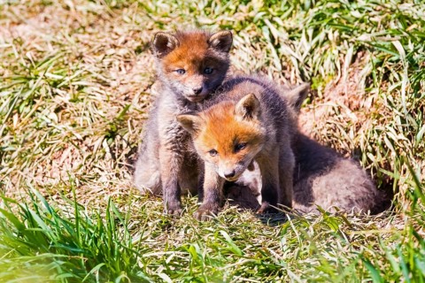 Two young foxes in front of the foxhole, Lower Saxony, Federal Republic of Germany