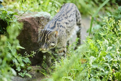 Fishing cat (Prionailurus viverrinus), walking, Bavaria, Germany, Europe