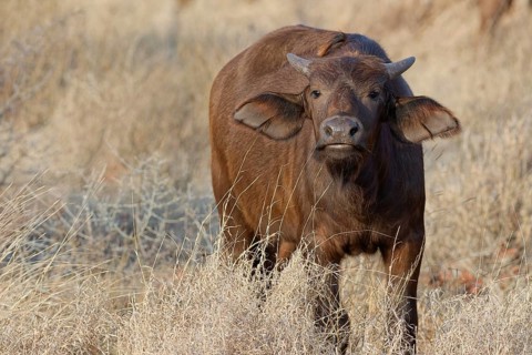 Cape buffalo (Syncerus caffer caffer), young calf standing in tall dry grass, looking at camera,