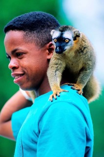 Crown sifaka, Madagascar, Coquerels crown sifaka, Prophitecus verreauxi coquereli, Madagascar,