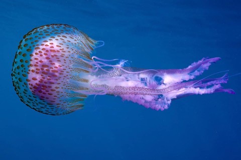 A mauve stinger (Pelagia noctiluca) drifts through the deep blue water. Dive site Cap de Creus