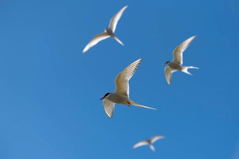 Arctic terns (Sterna paradisea) in flight, Reykjanes, Iceland, Europe